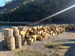 Artvin'de Kaçak Kesim: Kooperatif Başkanı Gözaltında