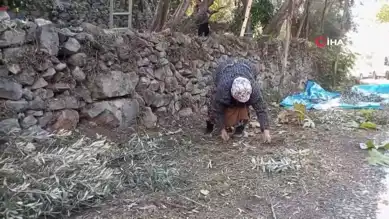 Yükseklerden Toplanan Ödüllü Zeytin Hasadı