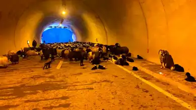 Hopa'da Kar Yağışı: 50 Küçükbaş Hayvan Telef Olmuş