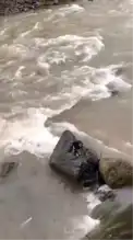 Sokak Köpeği Dereden Kurtarıldı