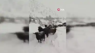 Doğu Karadeniz'de Besicinin Kar Kıyameti!