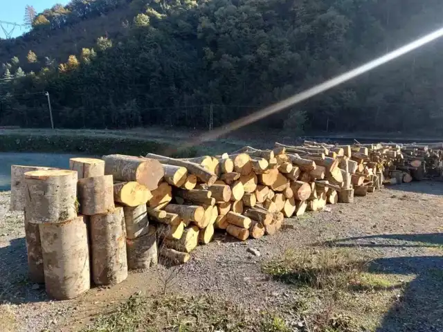 Artvin'de Kaçak Kesim: Kooperatif Başkanı Gözaltında