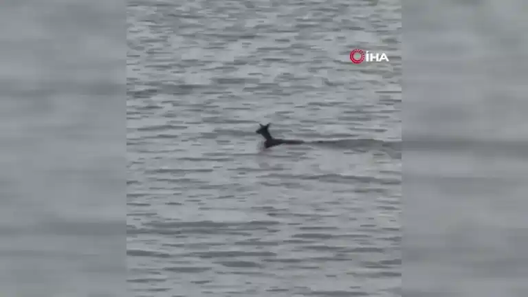 Balıkçılar Denize Düşen Karacayı Kurtardı