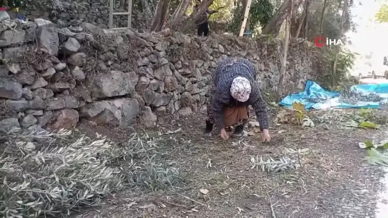 Yükseklerden Toplanan Ödüllü Zeytin Hasadı