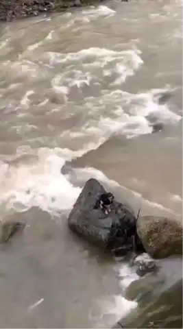 Sokak Köpeği Dereden Kurtarıldı