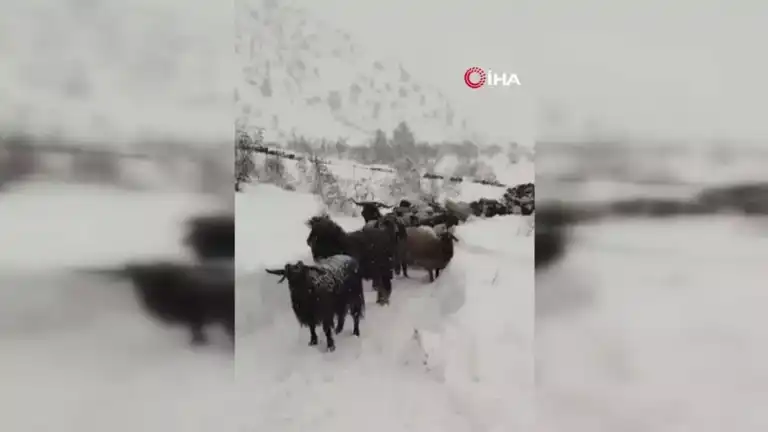 Doğu Karadeniz'de Besicinin Kar Kıyameti!